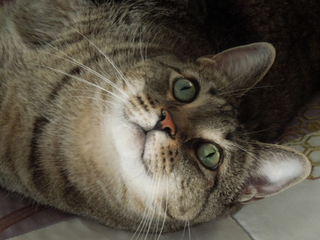 Molly