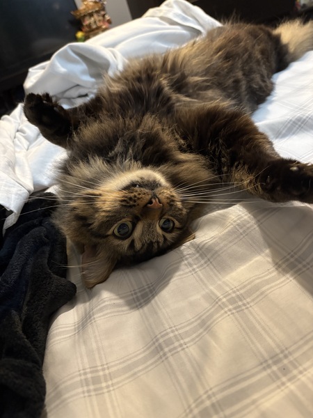 Bug