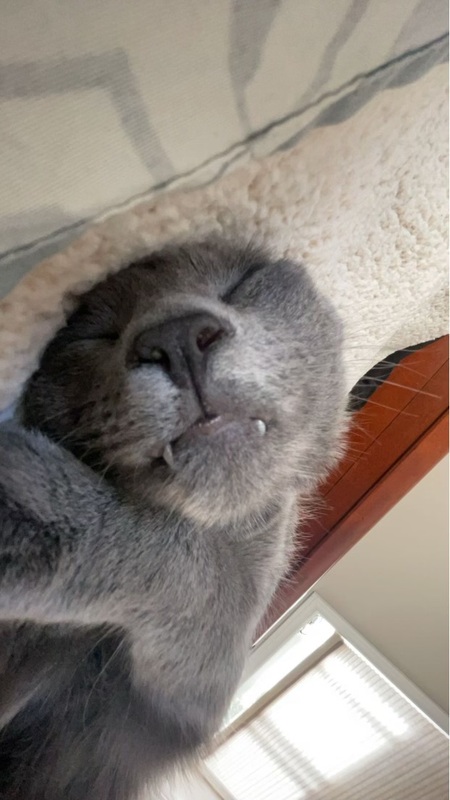 Loki