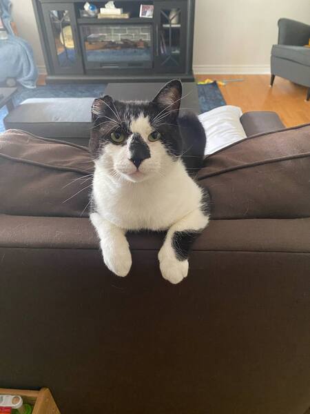Sheldon 