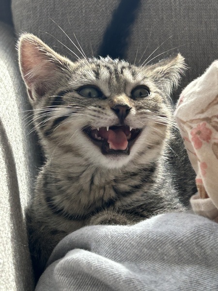 Penny