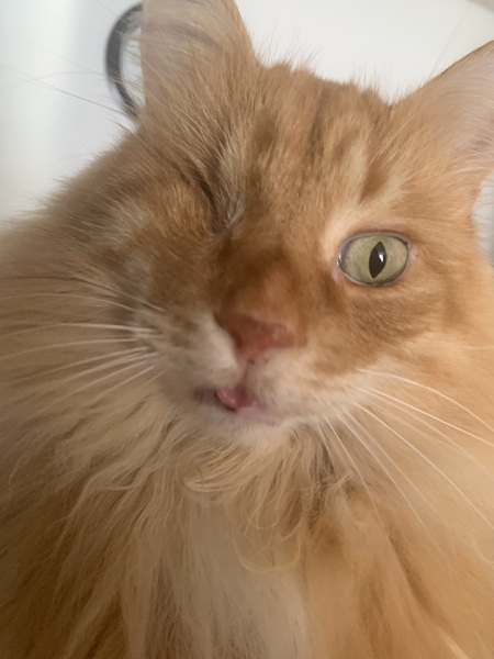 Gus