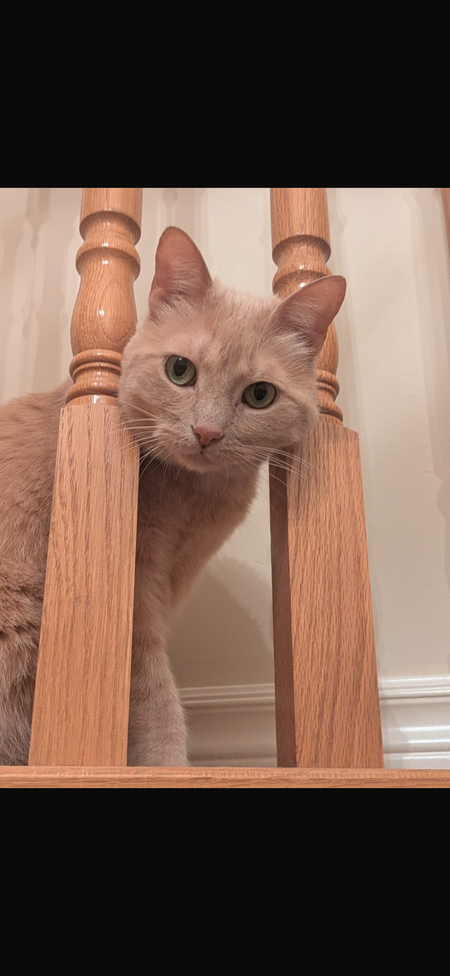 Sahara 