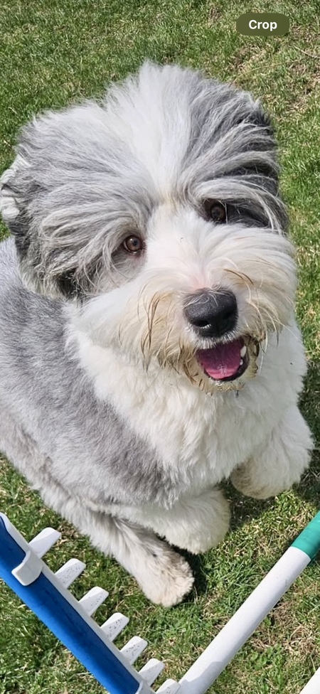 Tallulah 