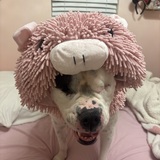 Entry image for Diamond My Foster Fail