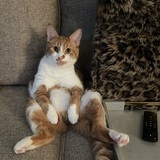 Entry image for Milo Sebastian - His favorite pose chilling on the couch!  