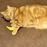Entry image for Catnip Solves Most Problems