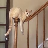 Entry image for Just hanging around 
