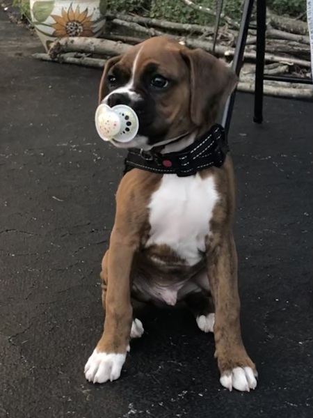 Baby Boxer