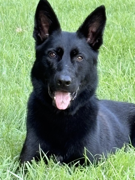My working line Pup, Zoja!