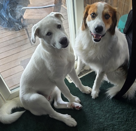 My girls