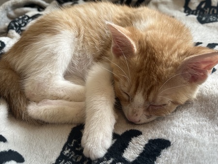 Meet Ted
