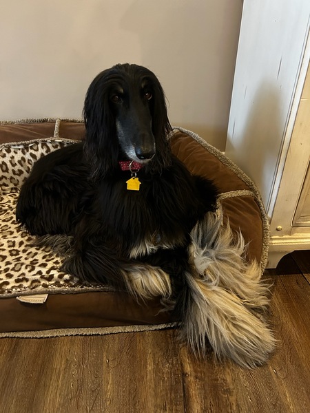Fabulous FurBaby Feli