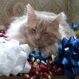 Santa's Helper