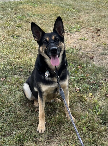 Jetta's Walk in the Park