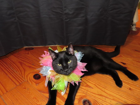 Birthday Boy Batman