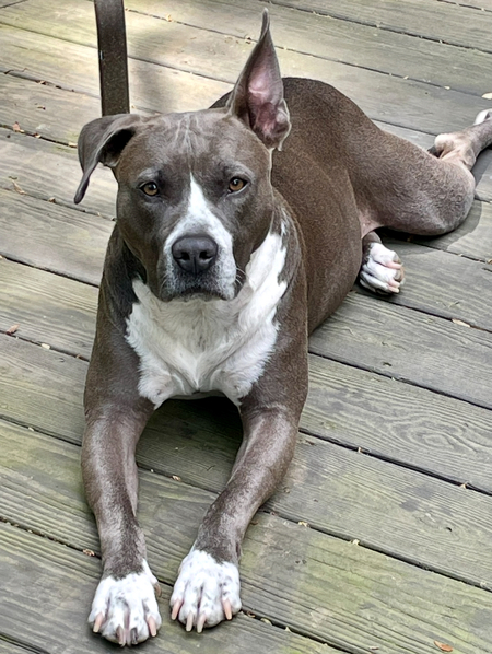 Ollie—BVSPCA alum!