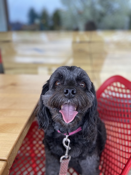 Happiness is Sharing a Table with Pepper