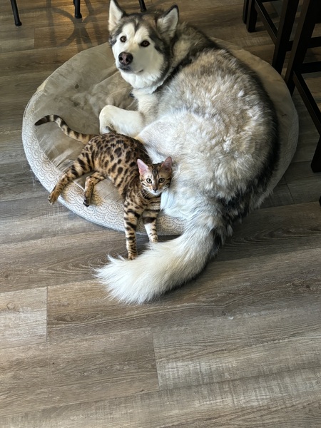 Friends 