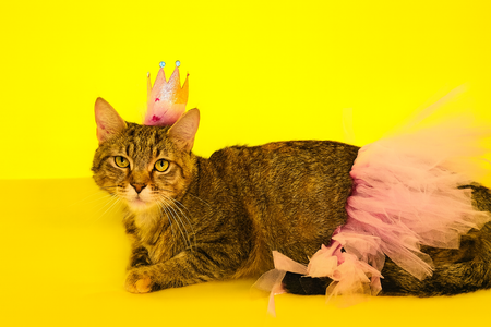 Her Royal Meowjesty, ruling the kingdom one nap at a time.
