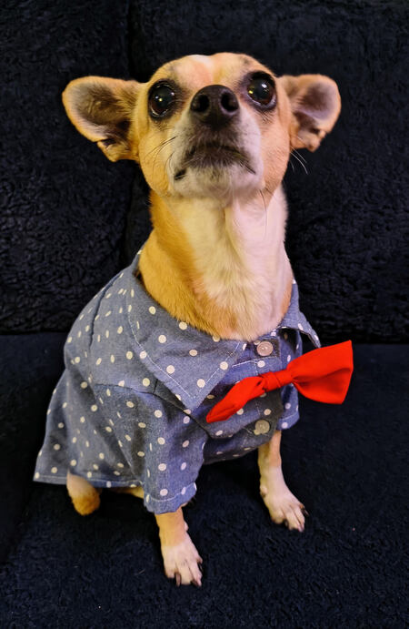 Rosa's LinkedIn Headshot
