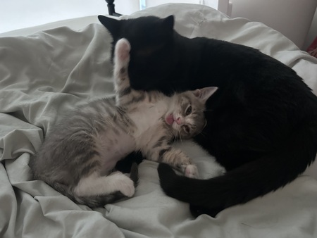 Panther and Poppy