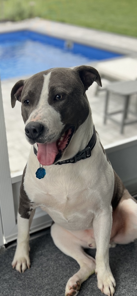 Apollo Creed—-BVSPCA alum!