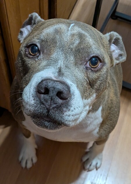 Best boy Thor