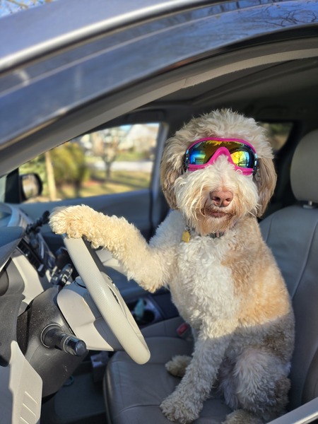 Any Hoomans Need a Ride?!
