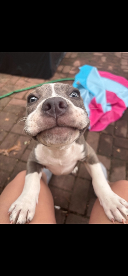 Stella Blue