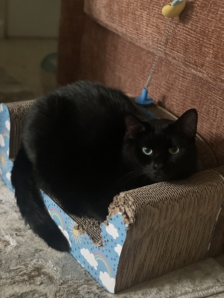 Black Beauty