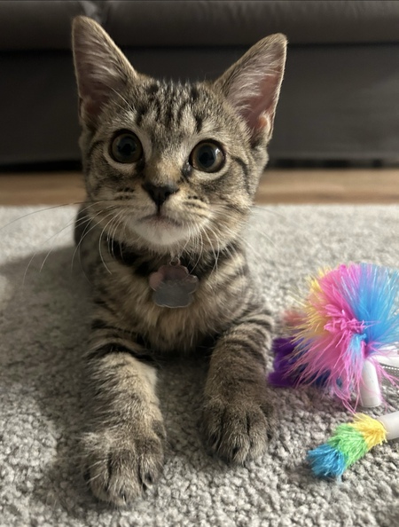 Tiny Tim Posing For The Camera