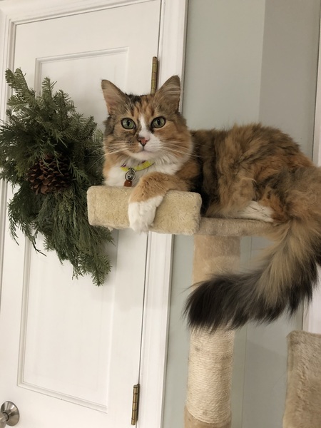 Pippa at the holidays