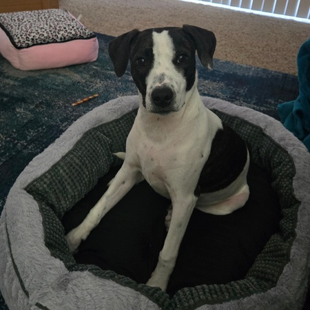 Emmie - adopted BVSPCA March 2025 - sent from heaven
