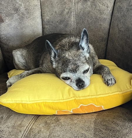 Brindle is My Emotional Support