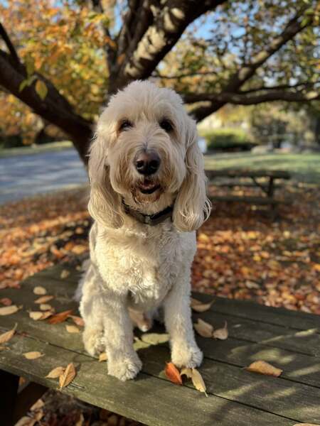 Buzzy the Best Boy
