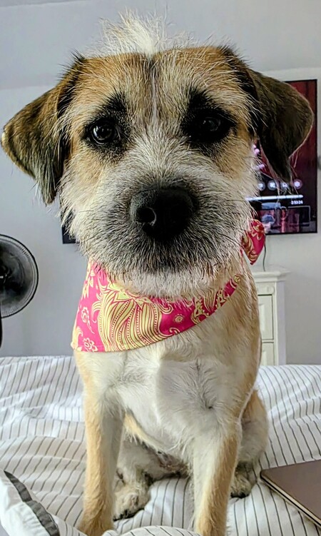 Our Scrappy Little Southern Belle