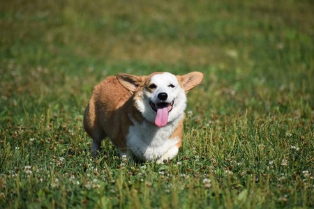 Daphne the Darling Rescue Corgi