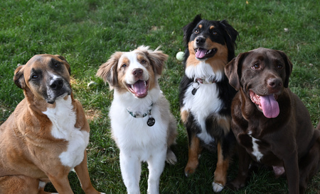 The Chaos Crew