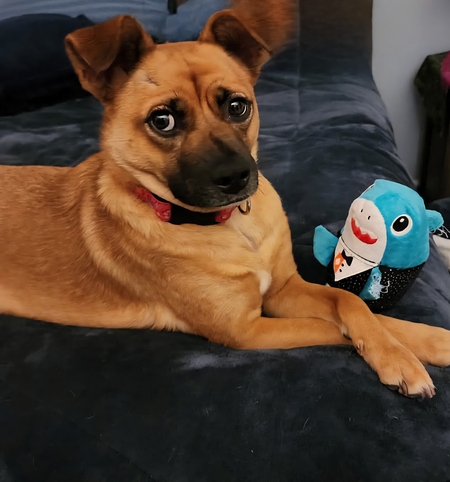 Bella and her shark 🦈
