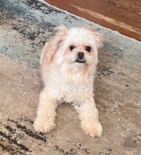 Marshmello my sweet boy