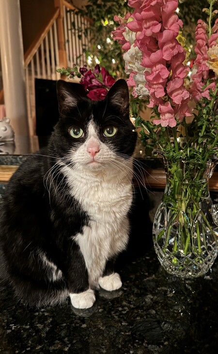 Brina - BVSPCA Foster Kitty - 2013