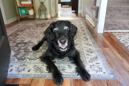 Jackson, an old soul with the best view of the neighborhood!
