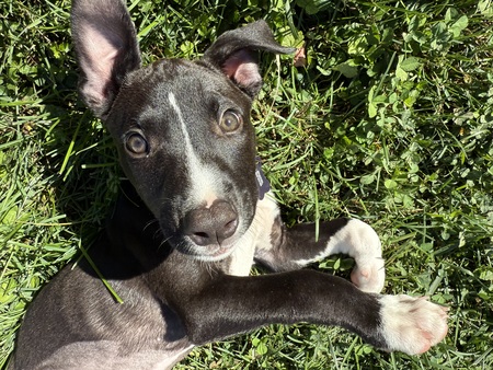 Evie