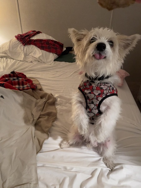 Pip wants a treat!