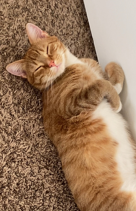 Fluffy Boi 
