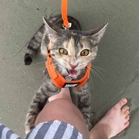 Yogurt Does Not Love The Beach