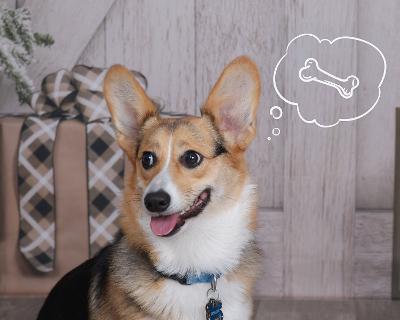Corgi Bliss