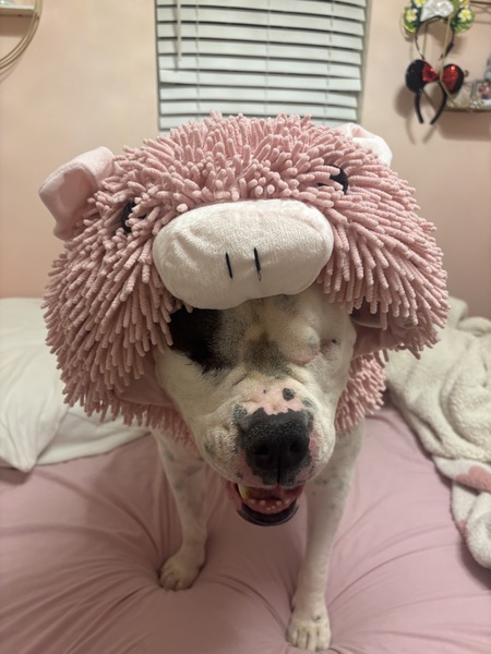 Entry image for Diamond My Foster Fail. Clicking this image will show a larger photo