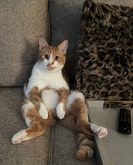 Entry image for Milo Sebastian - His favorite pose chilling on the couch!  . Clicking this image will show a larger photo